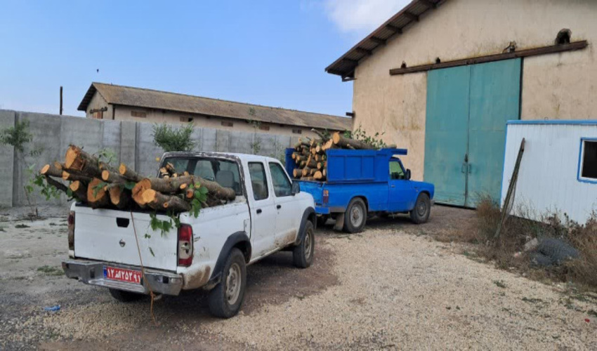 اردبیل/ عامل قطع درختان جنگلی منطقه سقزچی دستگیر شد