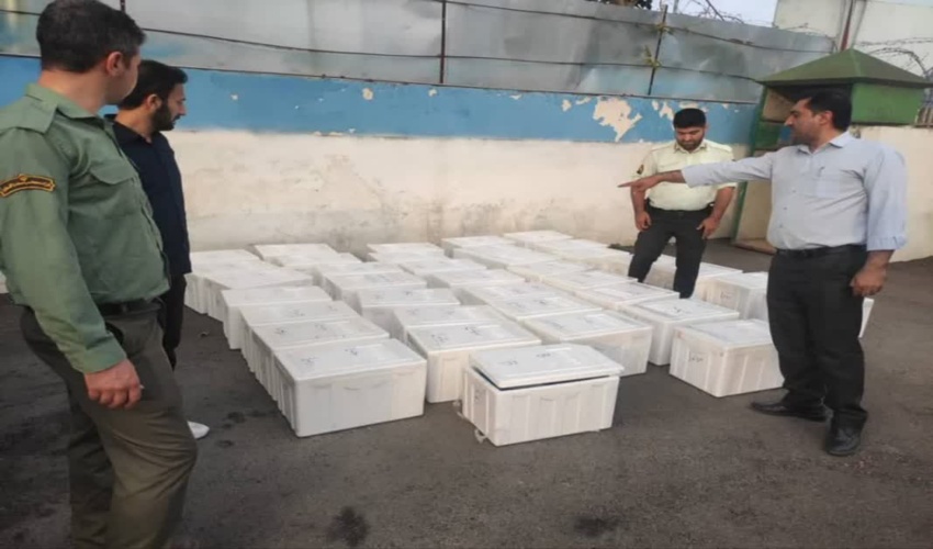 گلستان/ کشف ۴۵۰ کیلو گرم قارچ ترافل در پلیس راه آزادشهر 