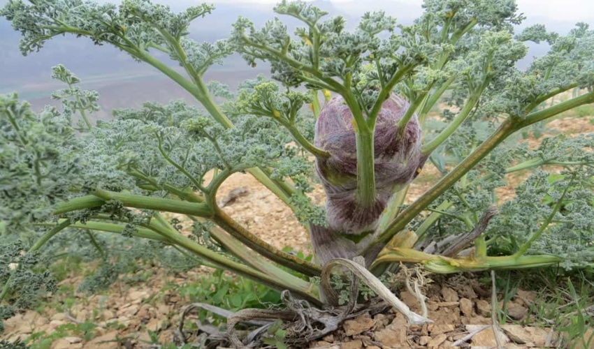 مرکزی/ بیش از یک‌ و نیم تن صمغ گیاه دارویی باریجه از مراتع ساوه برداشت شد