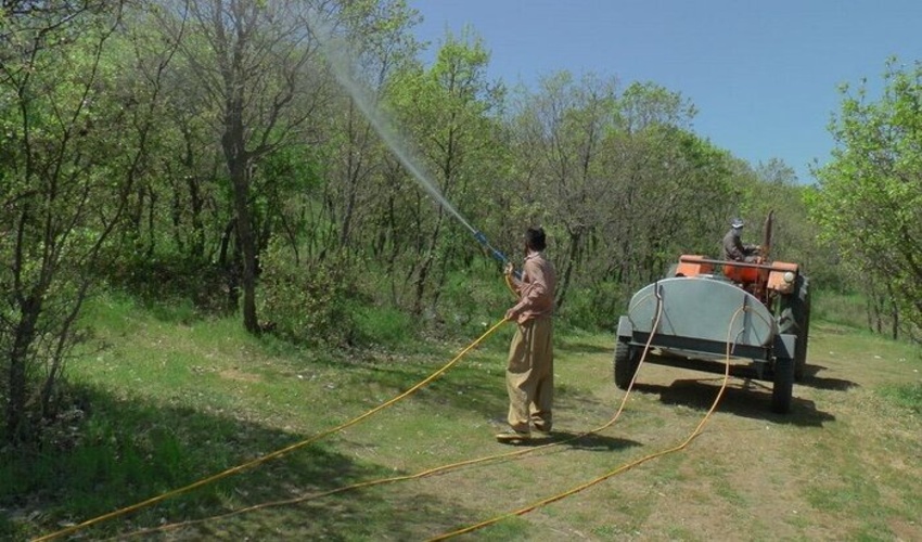 کاهش آفت برگ خوار و بهبود حال بلوط های کهگیلویه و بویراحمد