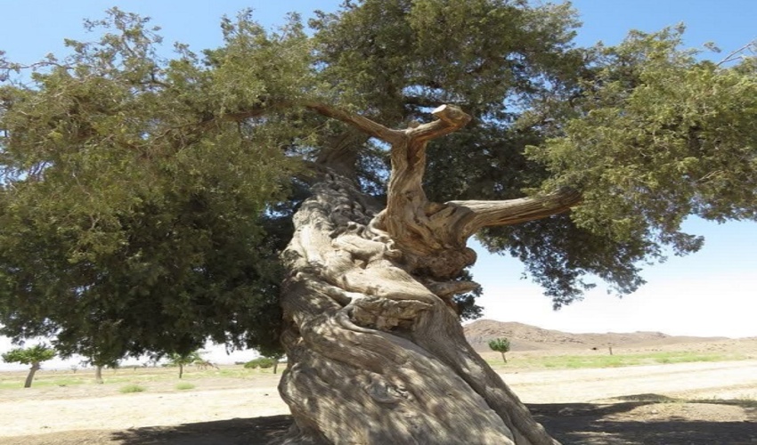 خراسان رضوی/ وقف آب برای آبیاری درخت سرو کهنسال بردسکن