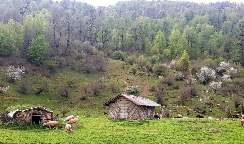 حضور دام در جنگل‌های زاگرس، ۲ برابر توان اکولوژیک منطقه