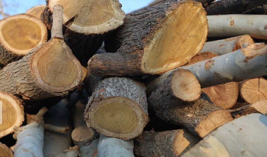 ۲ تن چوب قاچاق در چهارمحال و بختیاری کشف و ضبط شد