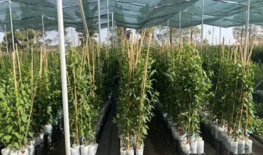 نهال‌کاری در سطح 450 هکتار از اراضی لرستان آغاز شد