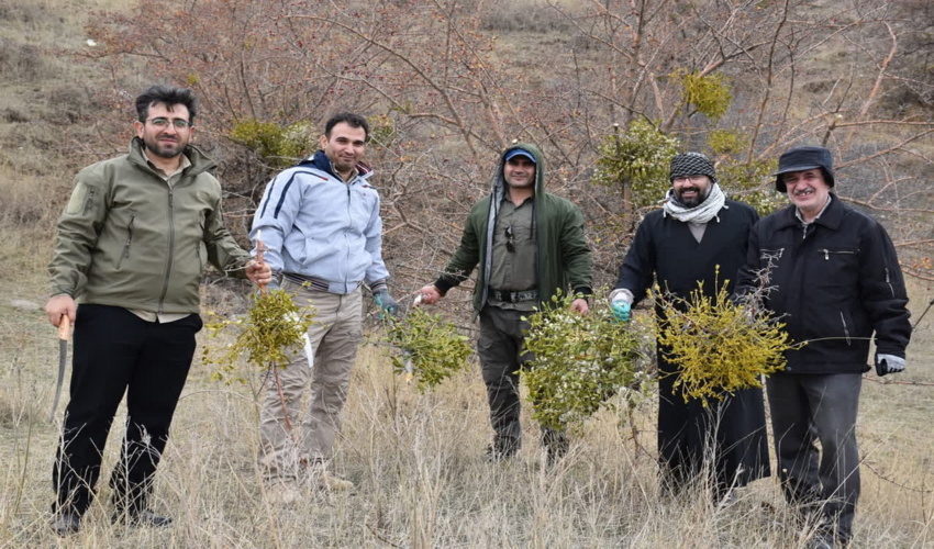 اردوی جهادی کنترل گیاه نیمه انگلی دارواش در طالقان توسط بسیجیان منابع طبیعی و آبخیزداری