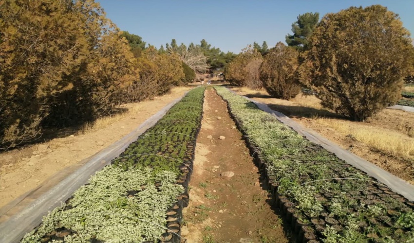 خراسان رضوی/تولید ۶۰ هزار نهال گلدانی جهت کاشت در کمربند سبز جنوب نیشابور