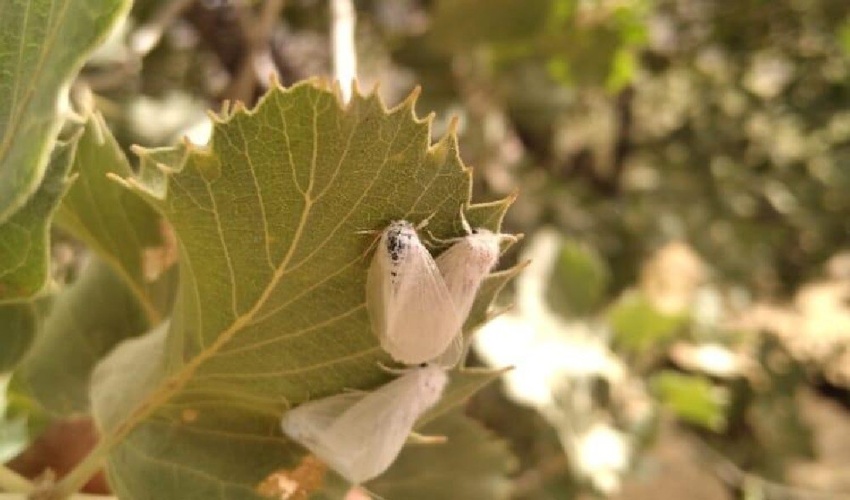 گسترش پروانه برگخوار در 41 هزار هکتار از بلوطستان های لرستان