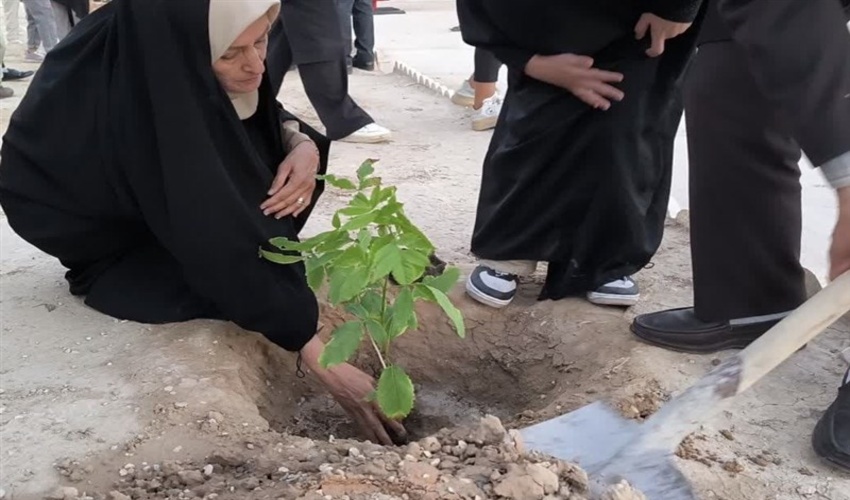 استان ایلام؛ پیشرو در زمینه تولید نهال