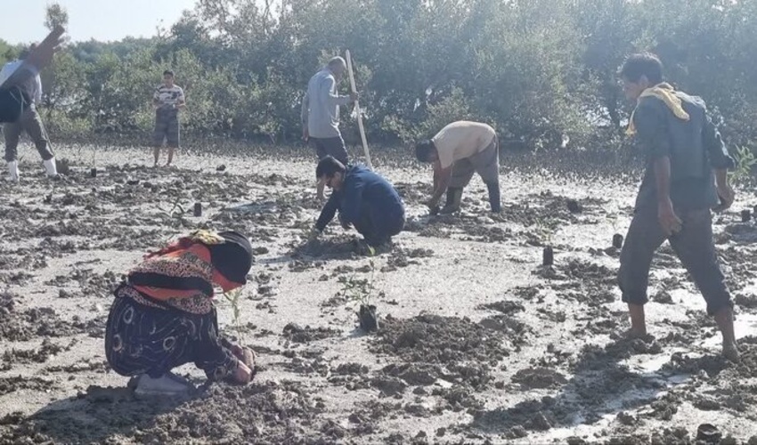 زیر سایه مادر؛ 2 هزار و 500 نهال حرا در ساحل بندرخمیر هرمزگان کاشته شد