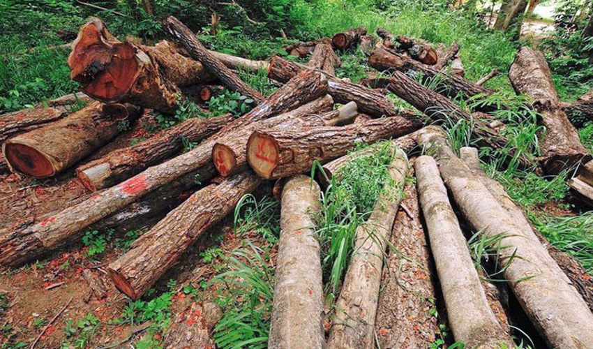 گیلان/ مجروحیت 3 جنگلبان در درگیری با قاچاقچیان چوب در تالش