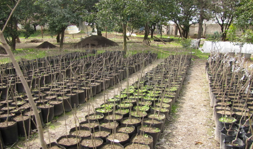 مستند شدن آمار و ارقام کاشت یک میلیارد درخت