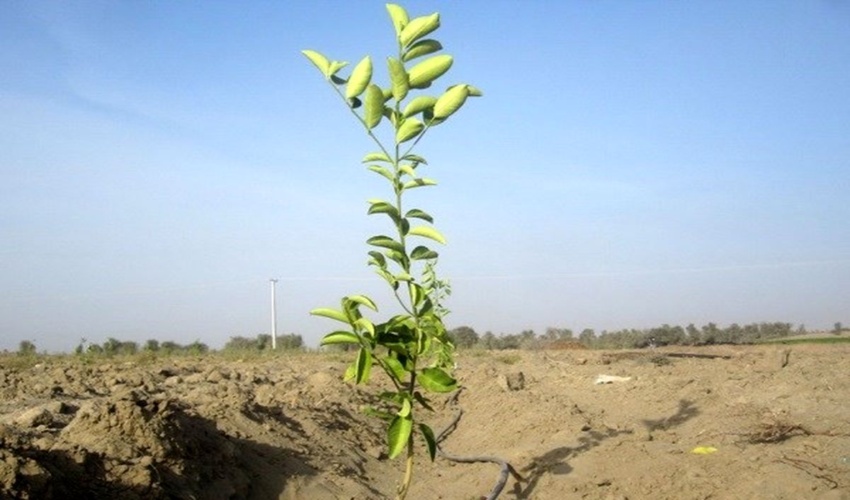 ایلام در مسیر احیای جنگل‌ها و مراتع با طرح نهال‌کاری