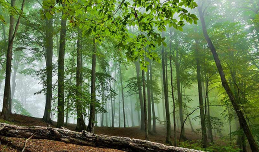 در اکثر جنگل‌های مازندران دوربین نظارتی داریم