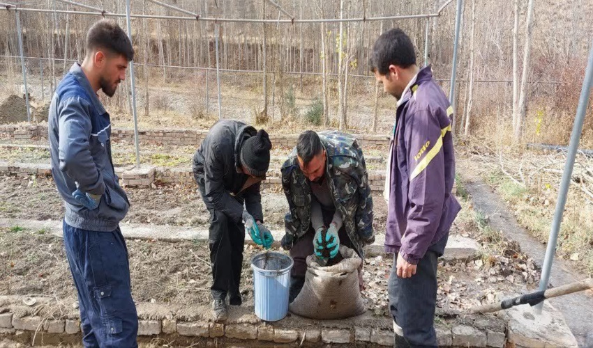 کاشت 200 هزار بذر ارس در قلب جنگل‌های کلات