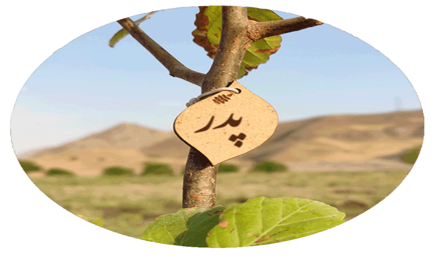 پویش سراسری نهال‌کاری «درختی برای پدر، سبزی برای ایران» همزمان در سراسر کشور برگزار می‌شود