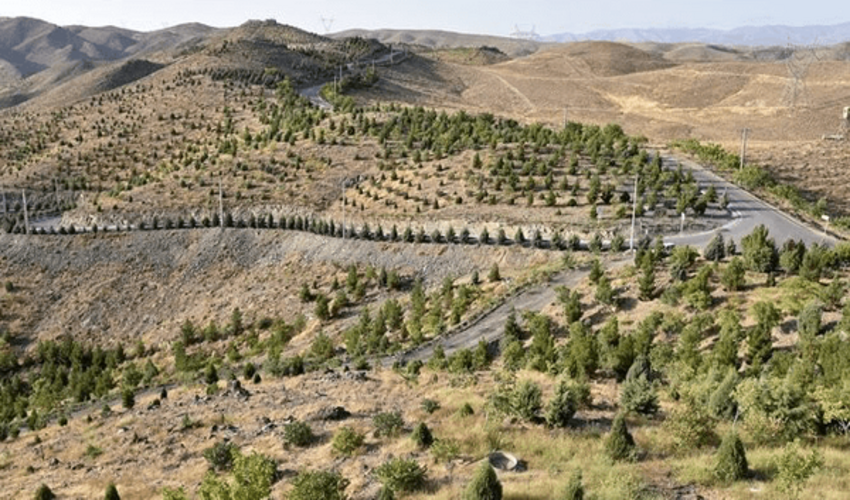 500 هزار نهال تا پایان سال 1404 در یزد کاشته می‌شود