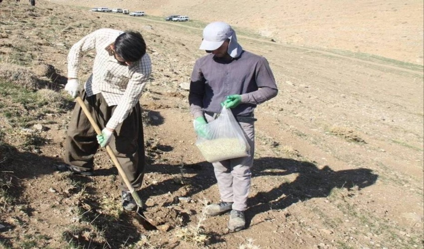 جنگل‌کاری در 100هکتار از عرصه‌های طبیعی شهرستان کهگیلویه انجام شد