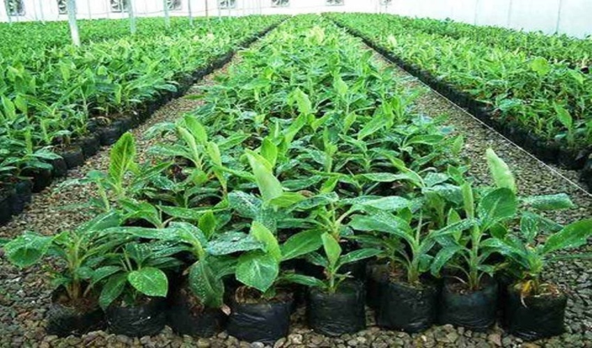 19 میلیون نهال طی 3 سال اخیر در گلستان کشت شد