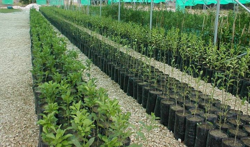 2.5 میلیون اصله نهال در چهارمحال و بختیاری آماده توزیع است