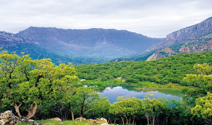 جنگل‌های ایران