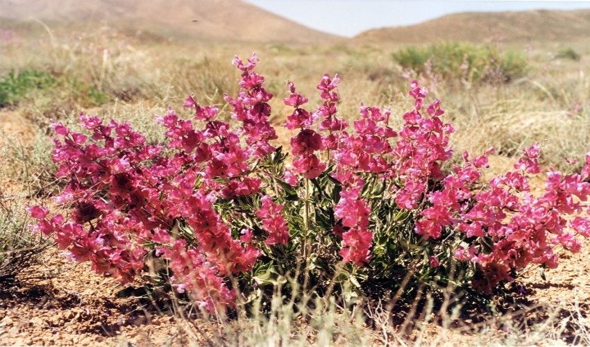 گیاهان دارویی