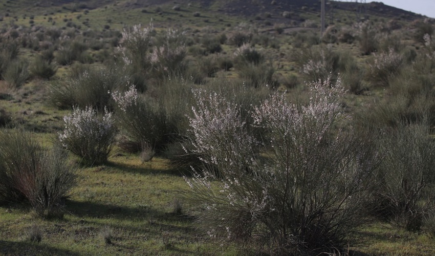 ذخیره‌گاه جنگلی